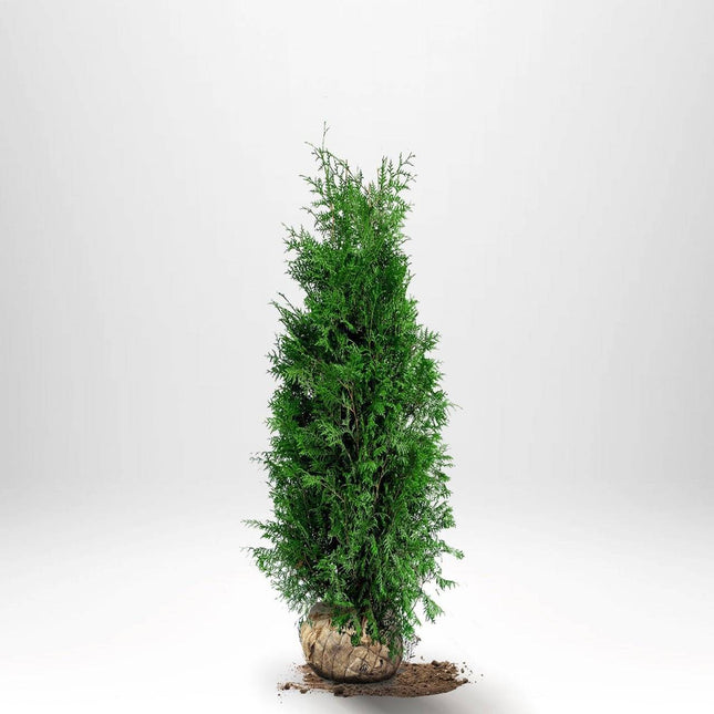 Köp Thuja Brabant 120-140 cm, RB » A Remco Thuja Brabant