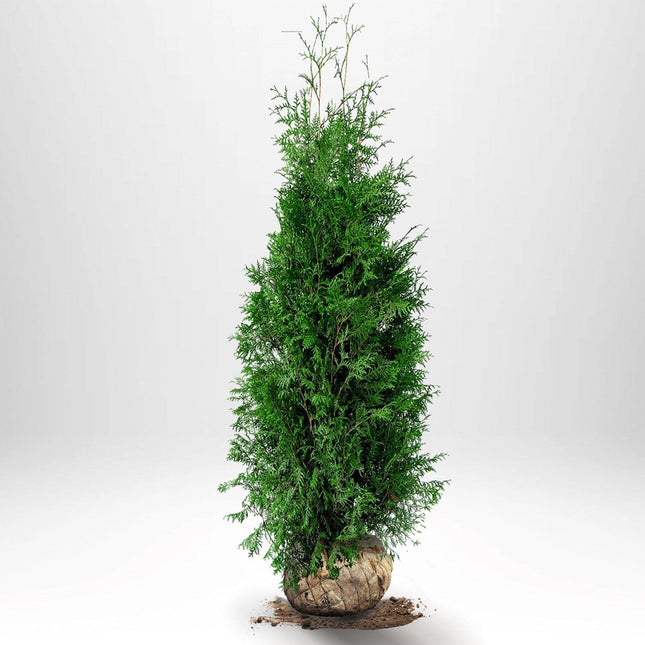Köp Thuja Brabant 120-140 cm, RB » LQ Remco Thuja Brabant