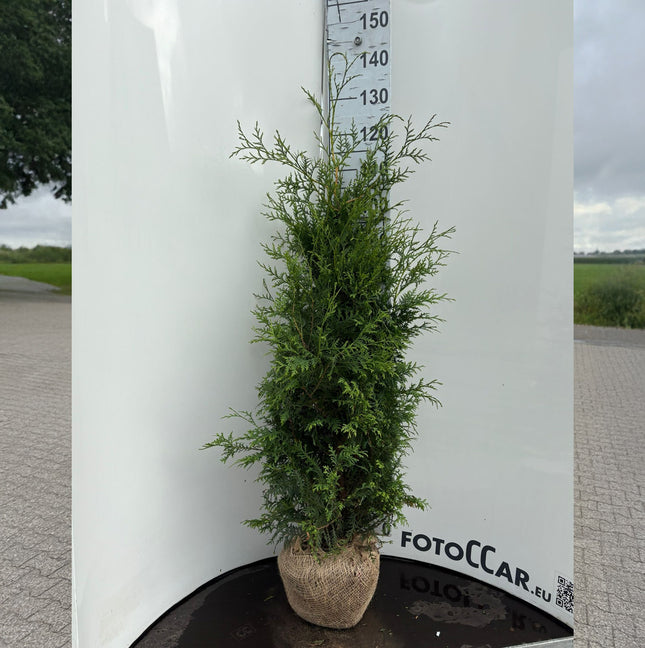 Köp Thuja Brabant 120-140 cm, RB » Outlet Nunen Thuja Brabant