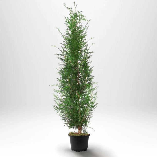 Köp Thuja Brabant 140-160 cm, Co 10 » A Remco Thuja Brabant
