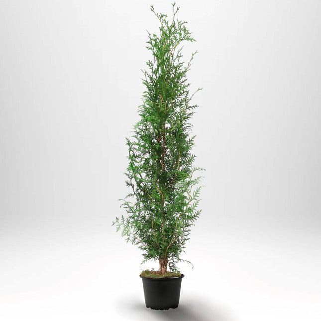 Köp Thuja Brabant 140-160 cm, Co 10 » S Debski Thuja Brabant