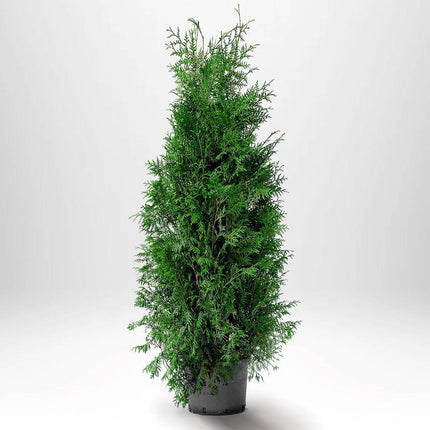 Köp Thuja Brabant 140-160 cm, Co12 » LQ Remco Thuja Brabant