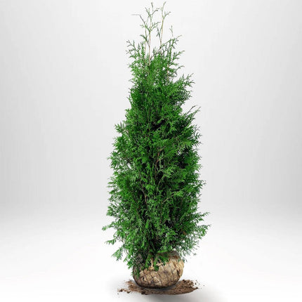 Köp Thuja Brabant 140-160 cm, RB » A Remco Thuja Brabant