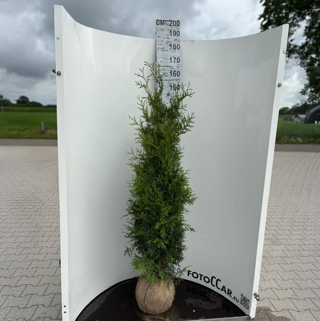Köp Thuja Brabant 140-160 cm, RB » Outlet 210 st - St ink frakt Nunen Thuja Brabant