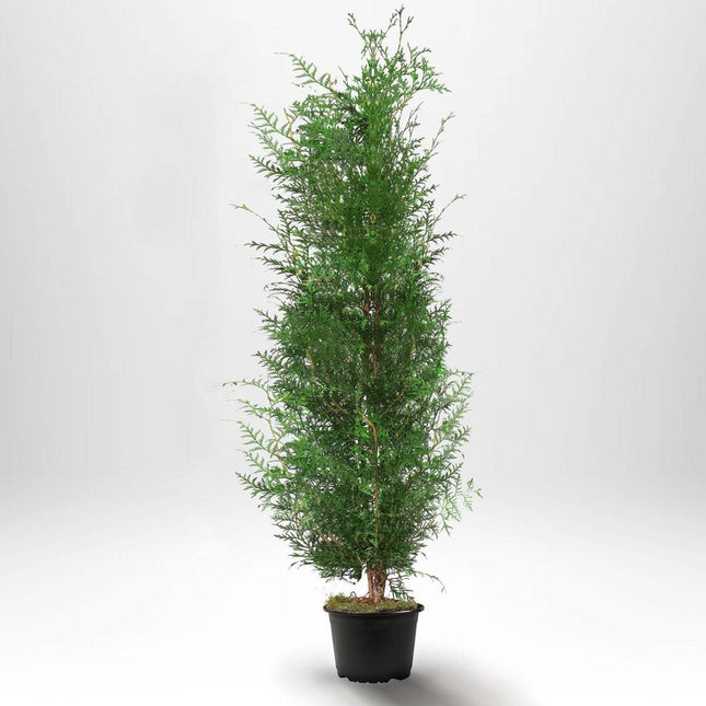 Köp Thuja Brabant 160-180 cm, Co 10 » A Remco Thuja Brabant