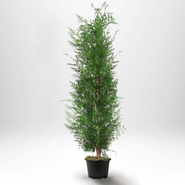 Köp Thuja Brabant 160-180 cm, Co 10 » S Debski Thuja Brabant