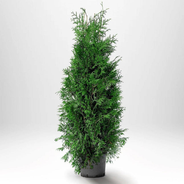 Köp Thuja Brabant 160-180 cm, Co12 » LQ Remco Thuja Brabant
