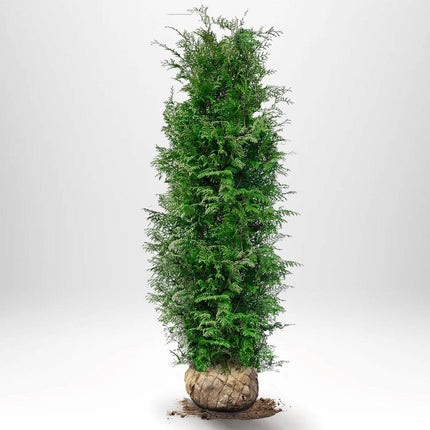 Köp Thuja Brabant 160-180 cm, RB » S Nunen Thuja Brabant