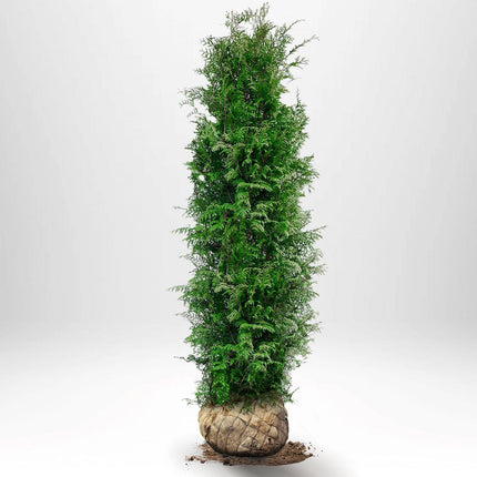 Köp Thuja Brabant 180-200 cm, RB » S Nunen Thuja Brabant