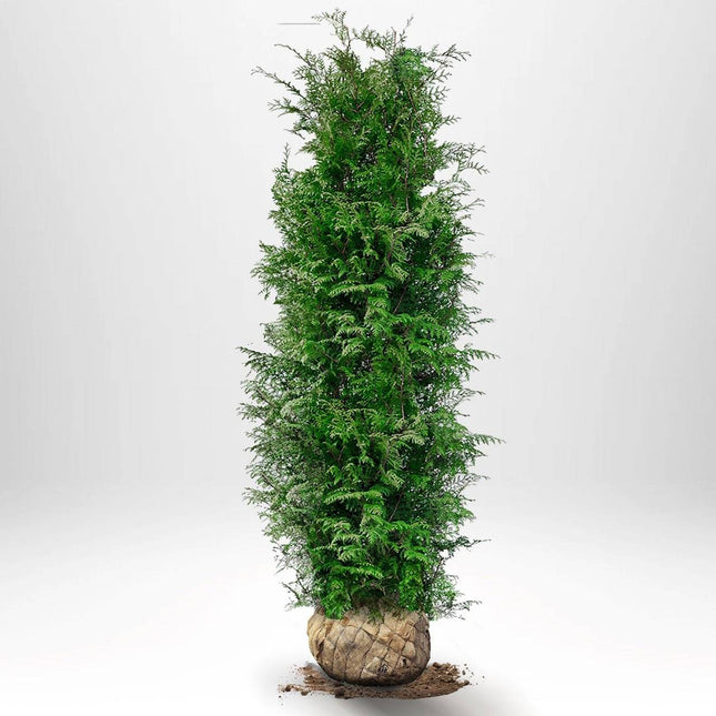 Köp Thuja Brabant 180-200 cm, RB » S Nunen Thuja Brabant