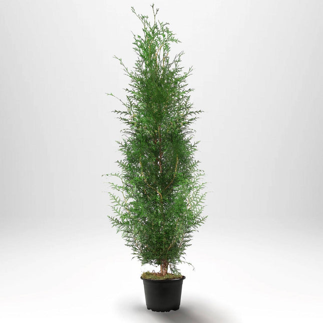 Köp Thuja Brabant 200-220 cm, Co 10 » S Debski Thuja Brabant