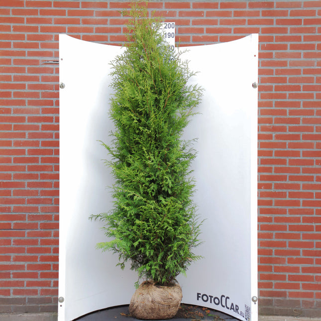 Köp Thuja Brabant 160-180 cm, RB » Outlet 175 st - St ink frakt Nunen Thuja Brabant