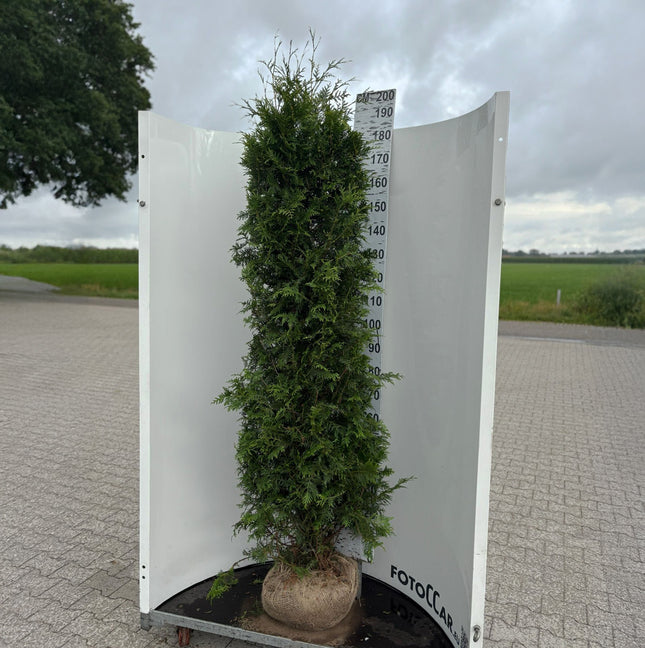 Köp Thuja Brabant 180-200 cm, RB » Outlet Nunen Thuja Brabant