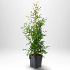 Köp Thuja Brabant 40-50 cm, Co 2 » A Remco Thuja Brabant