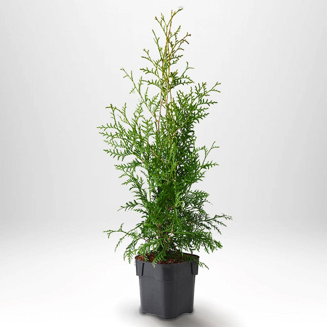 Köp Thuja Brabant 40-50 cm, Co 2 » A Remco Thuja Brabant