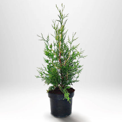 Köp Thuja Brabant 40-50 cm, Co2 » S Debski Thuja Brabant