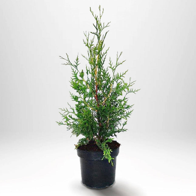 Köp Thuja Brabant 40-50 cm, Co2 » S Debski Thuja Brabant