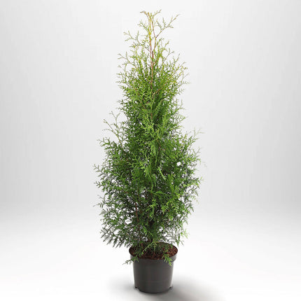 Köp Thuja Brabant 60-80 cm, Co 2 » S Debski Thuja Brabant