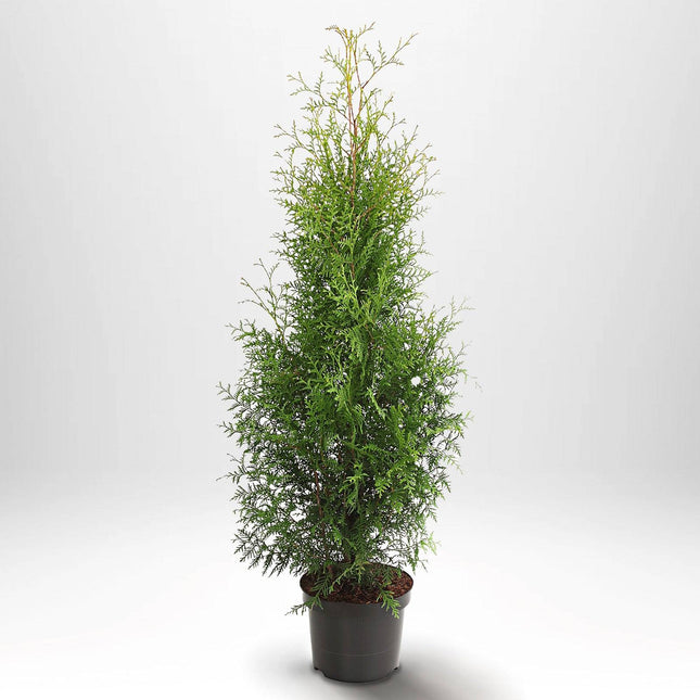 Köp Thuja Brabant 60-80 cm, Co 2 » S Debski Thuja Brabant