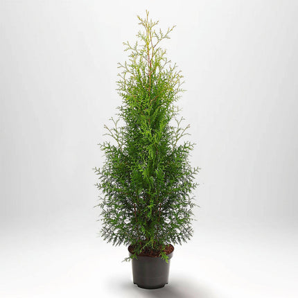 Köp Thuja Brabant 60-80 cm, Co 5 » A Remco Thuja Brabant