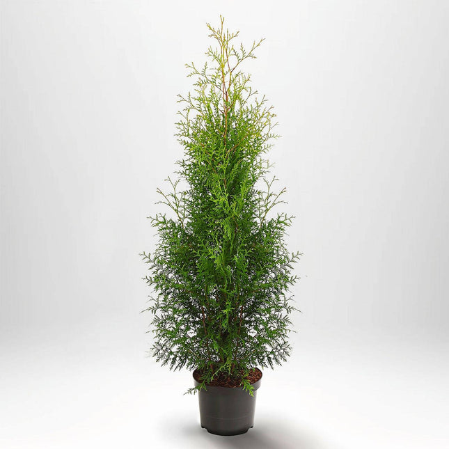 Köp Thuja Brabant 60-80 cm, Co 5 » A Remco Thuja Brabant