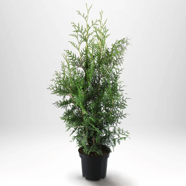 Köp Thuja Brabant 80-100 cm, Co 5 » A Remco Thuja Brabant