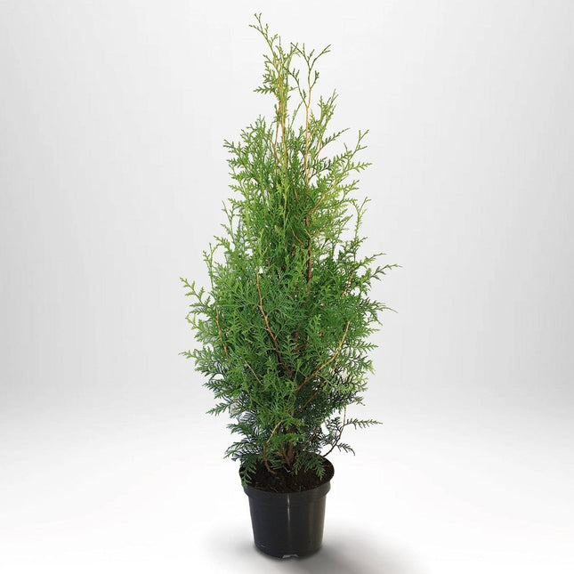 Köp Thuja Brabant 80-100 cm, Co 5 » S Debski Thuja Brabant