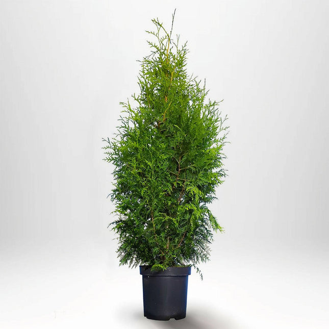 Köp Thuja Brabant 80-100 cm, Co 5 » LQ Remco Thuja Brabant