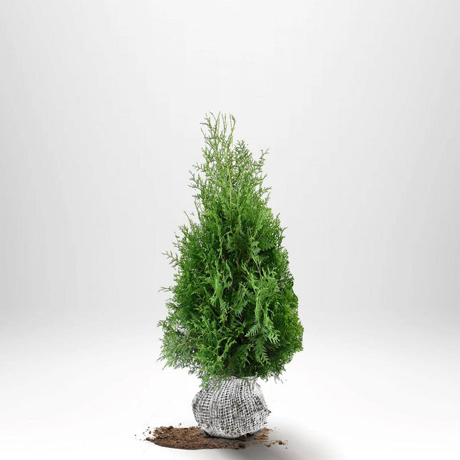 Köp Thuja Brabant 80-100 cm, RB » A Remco Thuja Brabant