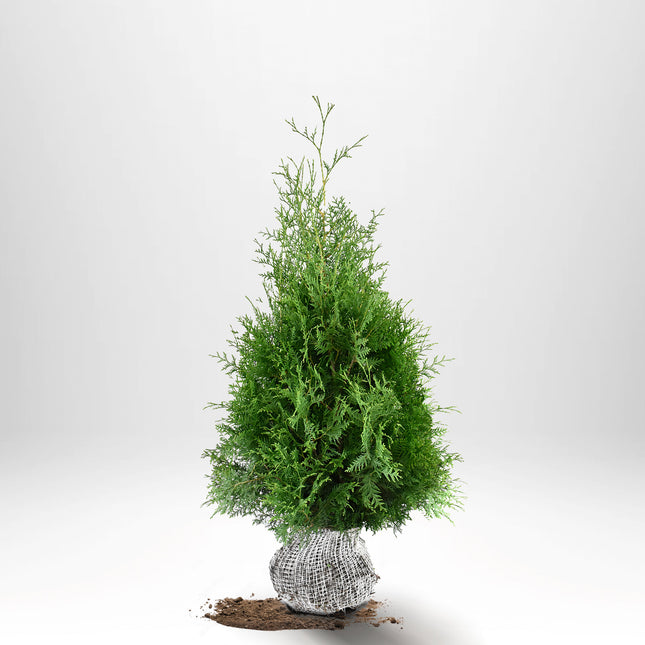 Köp Thuja Brabant 80-100 cm, RB » LQ Remco Thuja Brabant