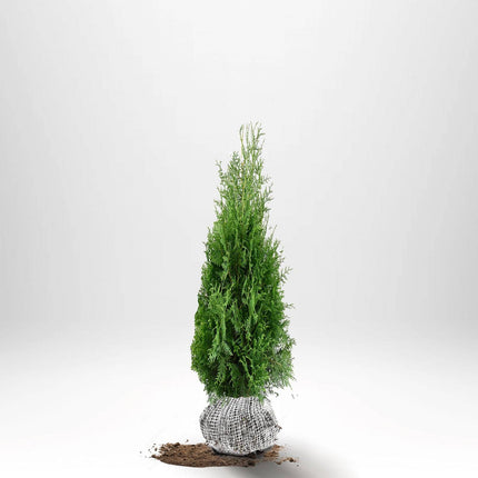 Köp Thuja Brabant 80-100 cm, RB » S Nunen Thuja Brabant