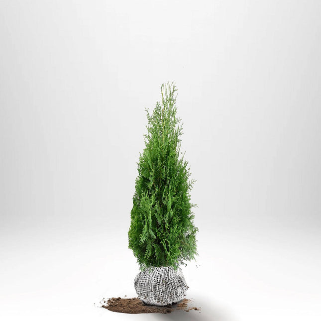 Köp Thuja Brabant 80-100 cm, RB » S Nunen Thuja Brabant