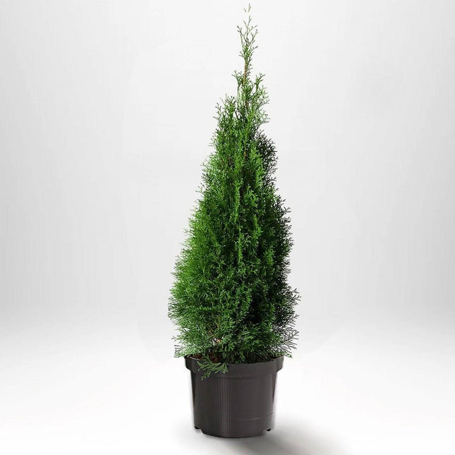 Köp Thuja Smaragd 100-120 cm, Co 5 » A Remco Thuja Smaragd