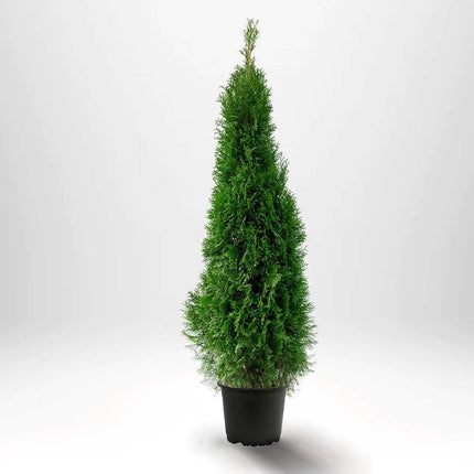 Köp Thuja Smaragd 100-120 cm, Co 7 » LQ Remco Thuja Smaragd