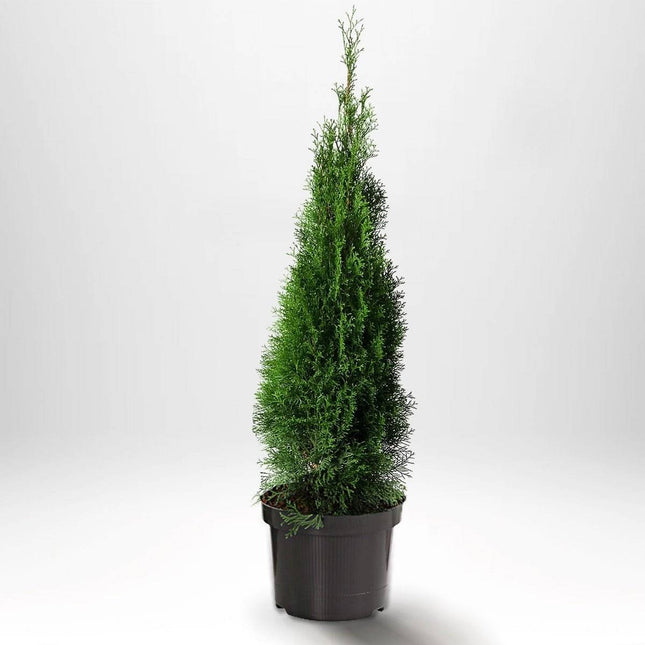 Köp Thuja Smaragd 100-120 cm, Co 5 » S Debski Thuja Smaragd