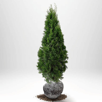 Köp Thuja Smaragd 100-120 cm, RB » A Remco Thuja Smaragd
