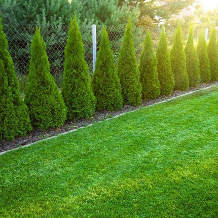 Köp Thuja Smaragd 100-120 cm, RB » S Nunen Thuja Smaragd