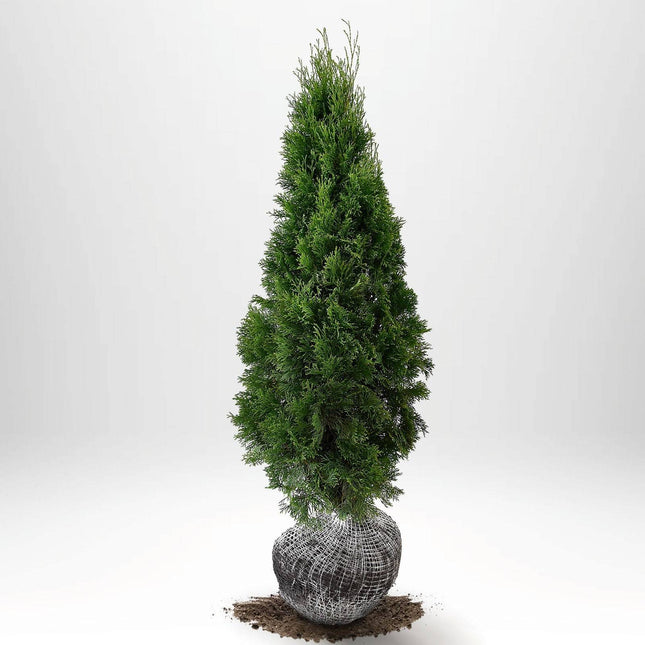 Köp Thuja Smaragd 100-120 cm, RB » S Nunen Thuja Smaragd