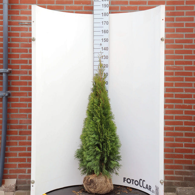 Köp Thuja Smaragd 100-120 cm, RB » Outlet Nunen Thuja Smaragd
