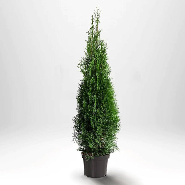 Köp Thuja Smaragd 120-140 cm, Co 10 » A Debski Thuja Smaragd