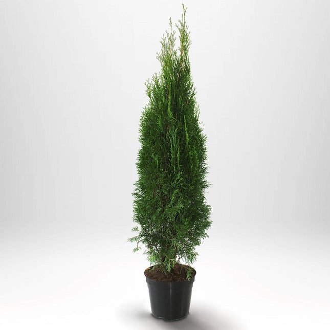 Köp Thuja Smaragd 120-140 cm, Co 10 » S Debski Thuja Smaragd