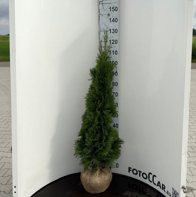 Köp Thuja Smaragd 120-140 cm, RB » Outlet Nunen Thuja Smaragd