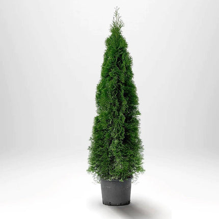 Köp Thuja Smaragd 140-160 cm, Co12 » LQ Remco Thuja Smaragd