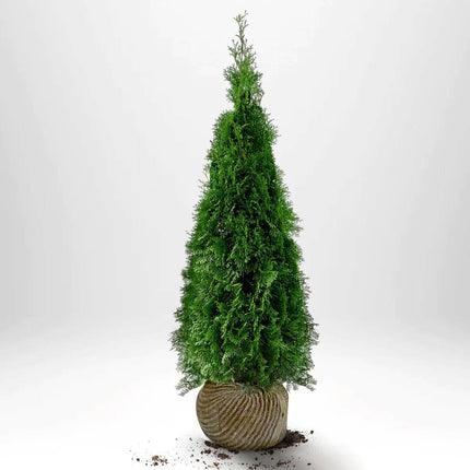Köp Thuja Smaragd 140-160 cm, RB » A Remco Thuja Smaragd