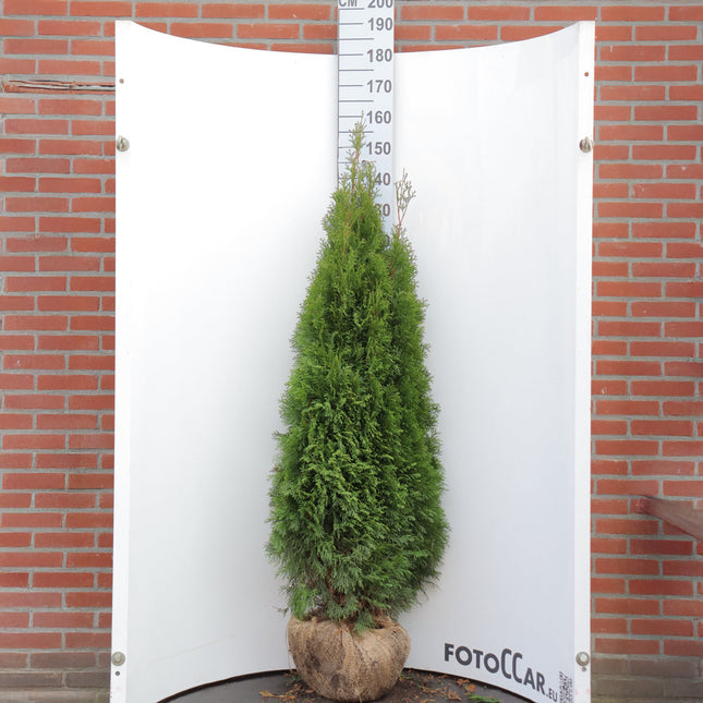 Köp Thuja Smaragd 140-160 cm, RB » Outlet Nunen Thuja Smaragd
