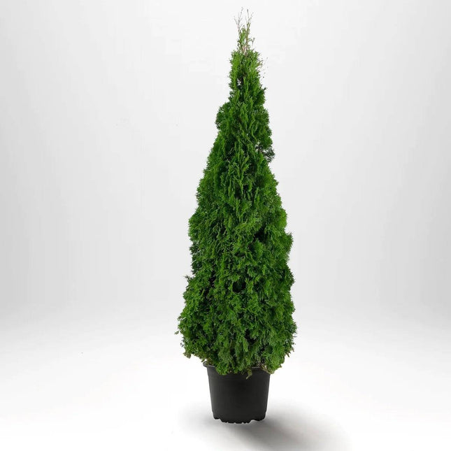 Köp Thuja Smaragd 160-180 cm, Co12 » LQ Remco Thuja Smaragd