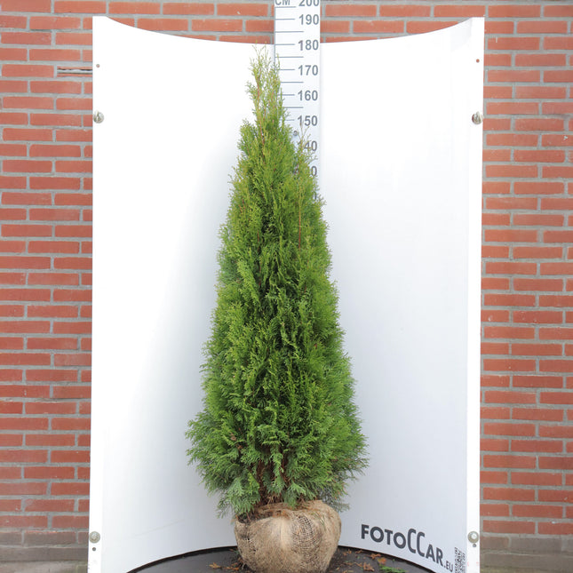 Köp Thuja Smaragd 160-180 cm, RB » Outlet Nunen Thuja Smaragd
