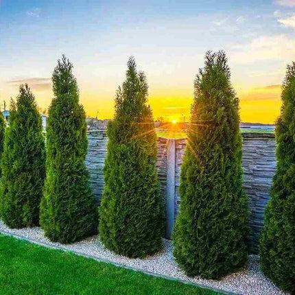 Köp Thuja Smaragd 180-200 cm, Co12 » LQ Remco Thuja Smaragd