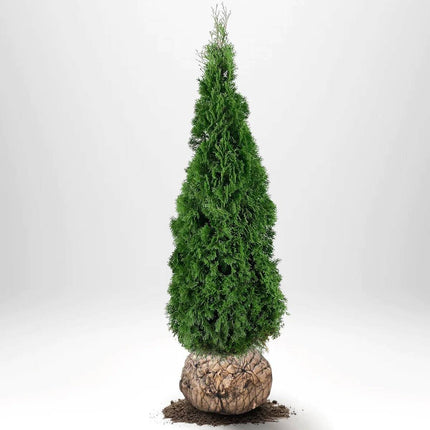 Köp Thuja Smaragd 180-200 cm, RB » S Nunen Thuja Smaragd