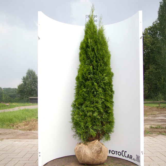 Köp Thuja Smaragd 180-200 cm, RB » Outlet Nunen Thuja Smaragd